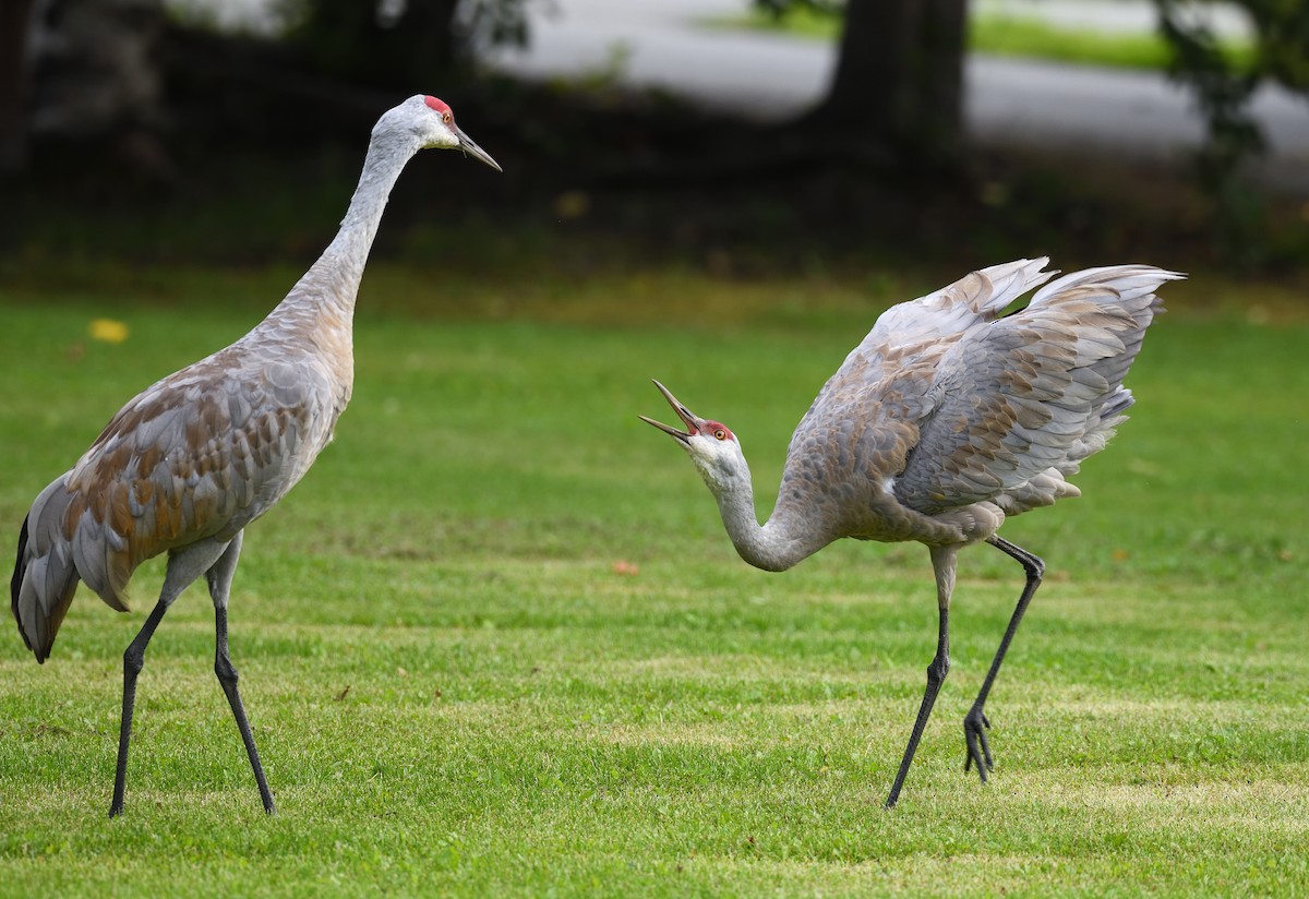 Sandhill Crane - ML643473128