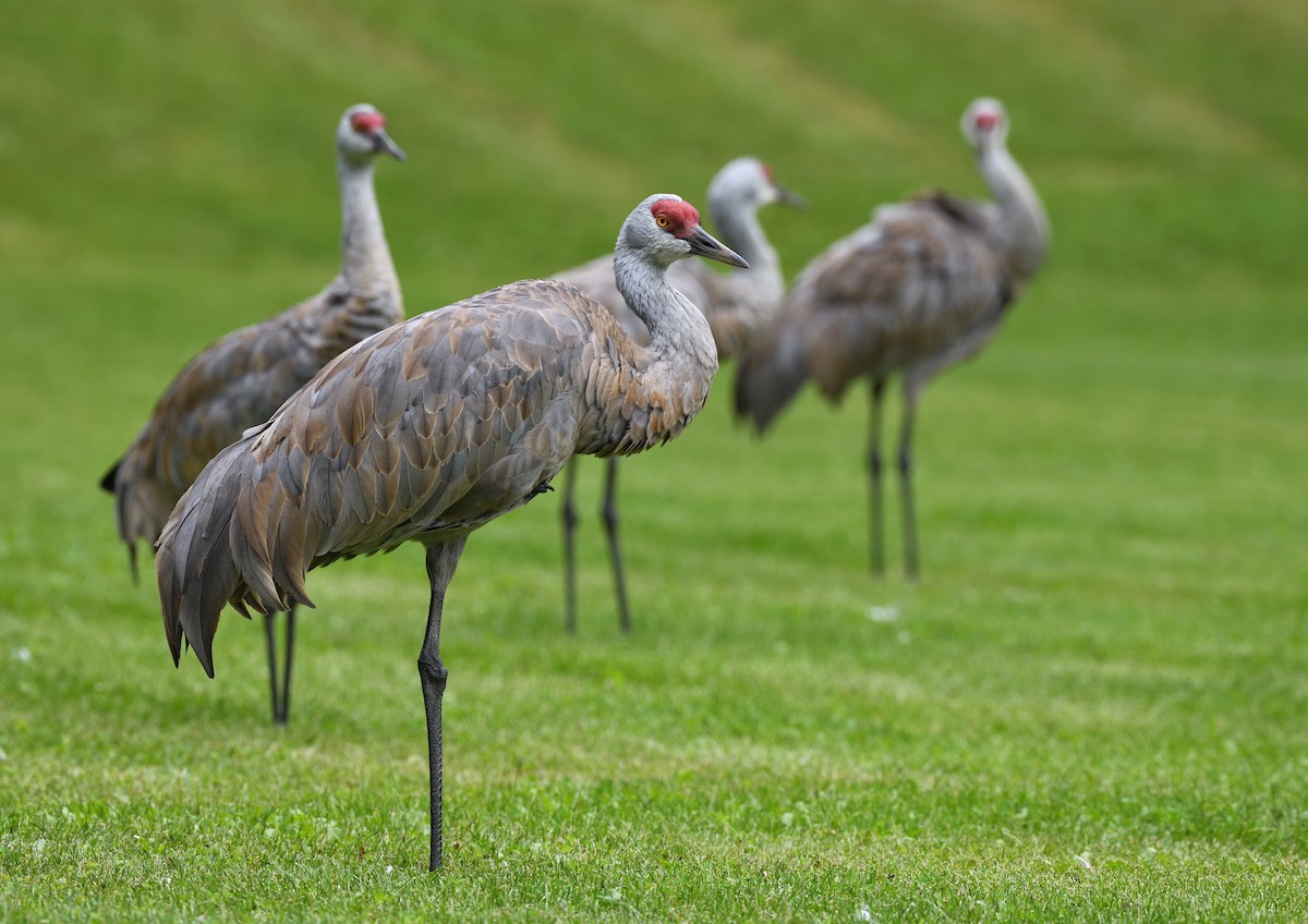 Sandhill Crane - ML643473130