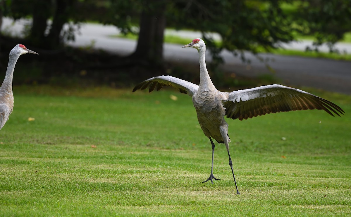 Sandhill Crane - ML643473131