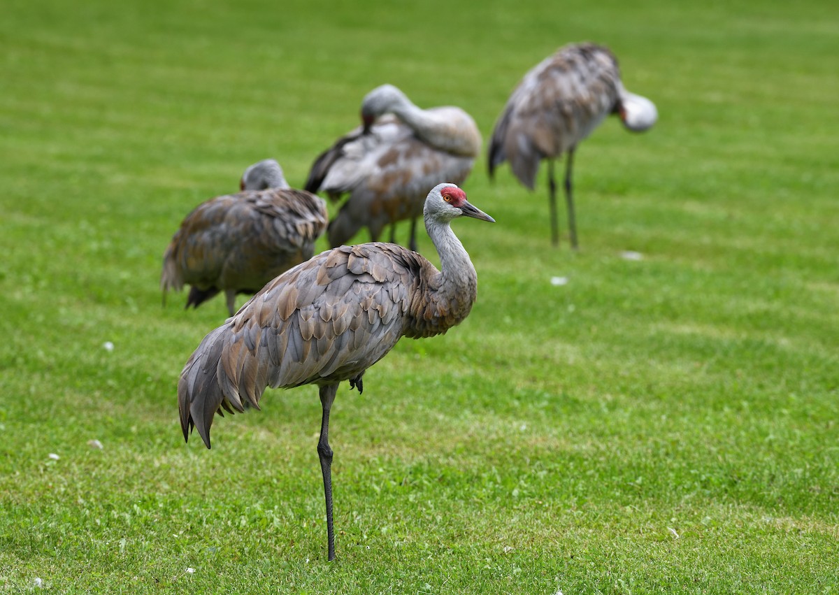 Sandhill Crane - ML643473132