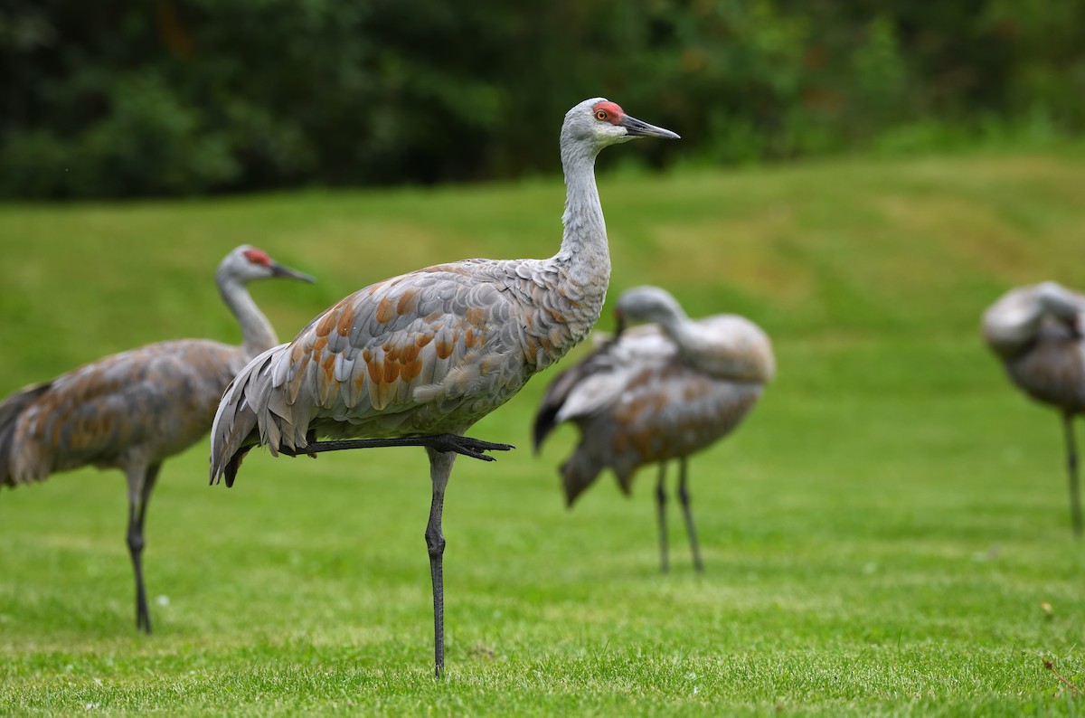 Sandhill Crane - ML643473133