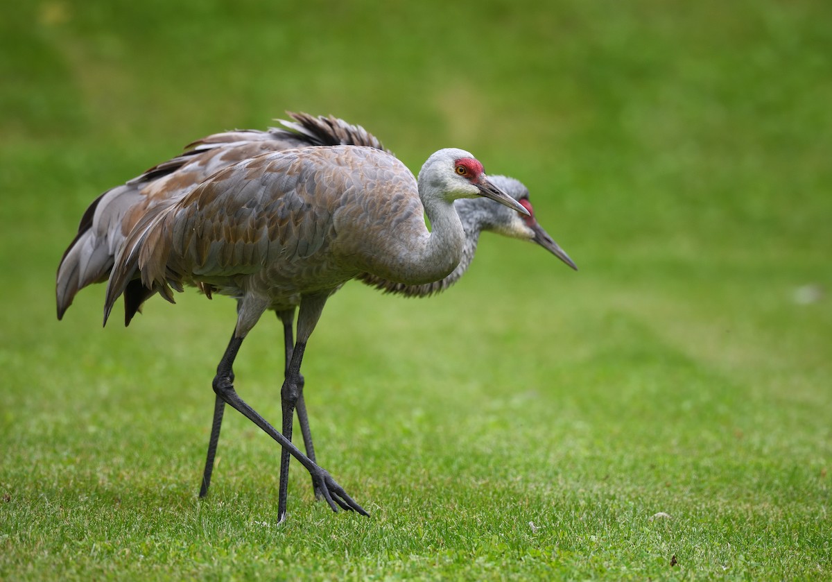 Sandhill Crane - ML643473137