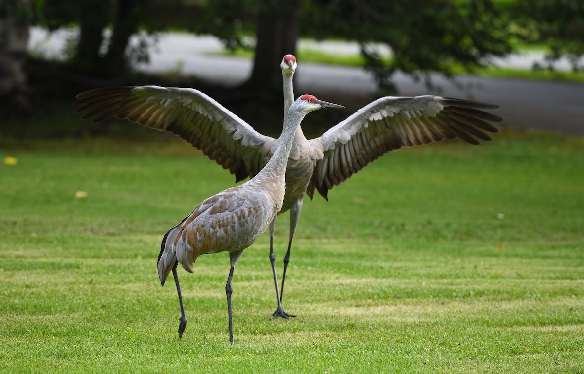 Sandhill Crane - ML643473138