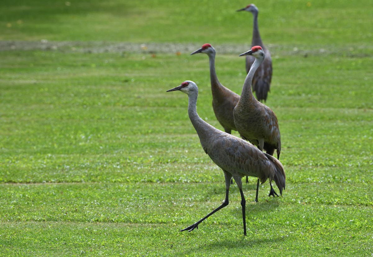 Sandhill Crane - ML643473139