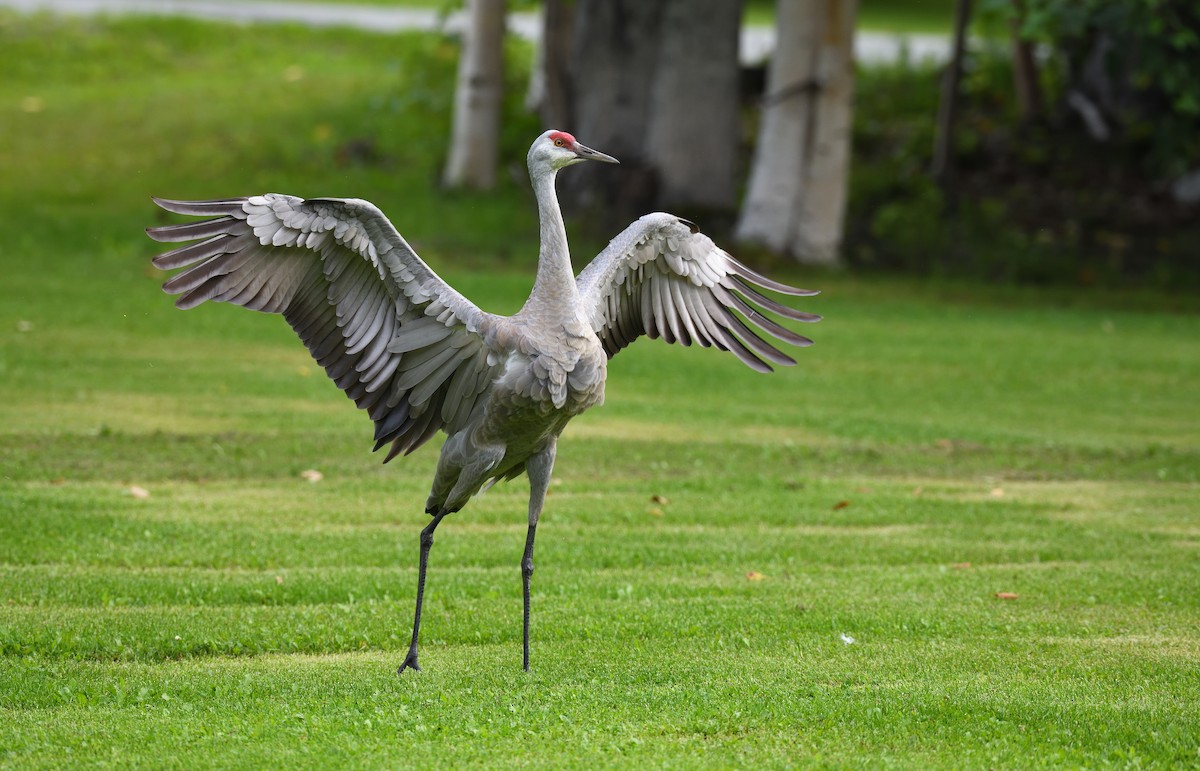Sandhill Crane - ML643473140