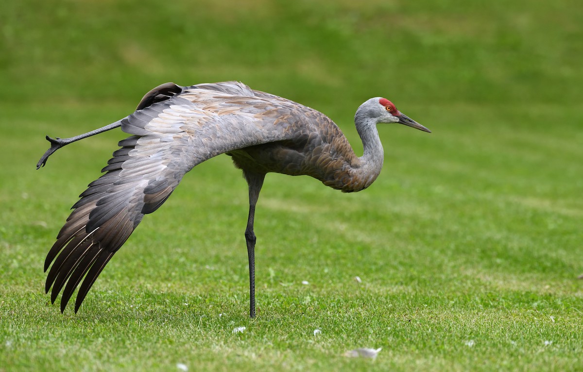 Sandhill Crane - ML643473142