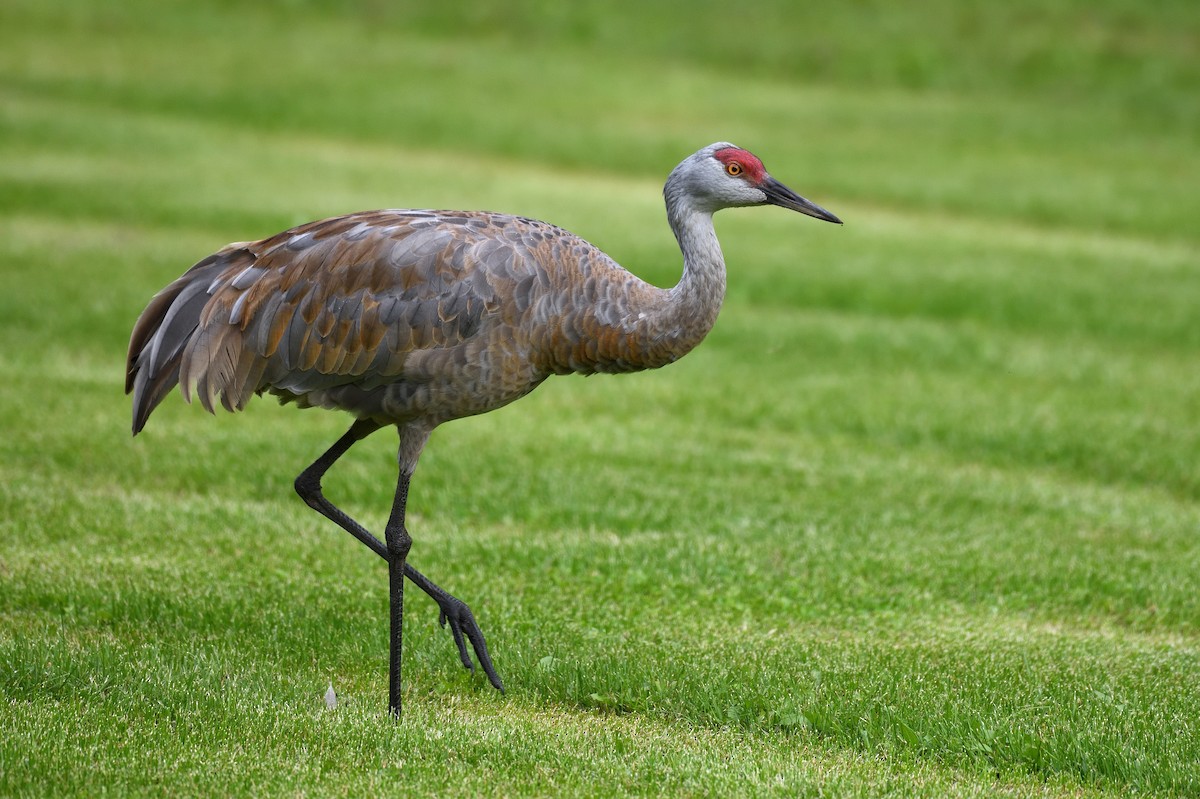 Sandhill Crane - ML643473143