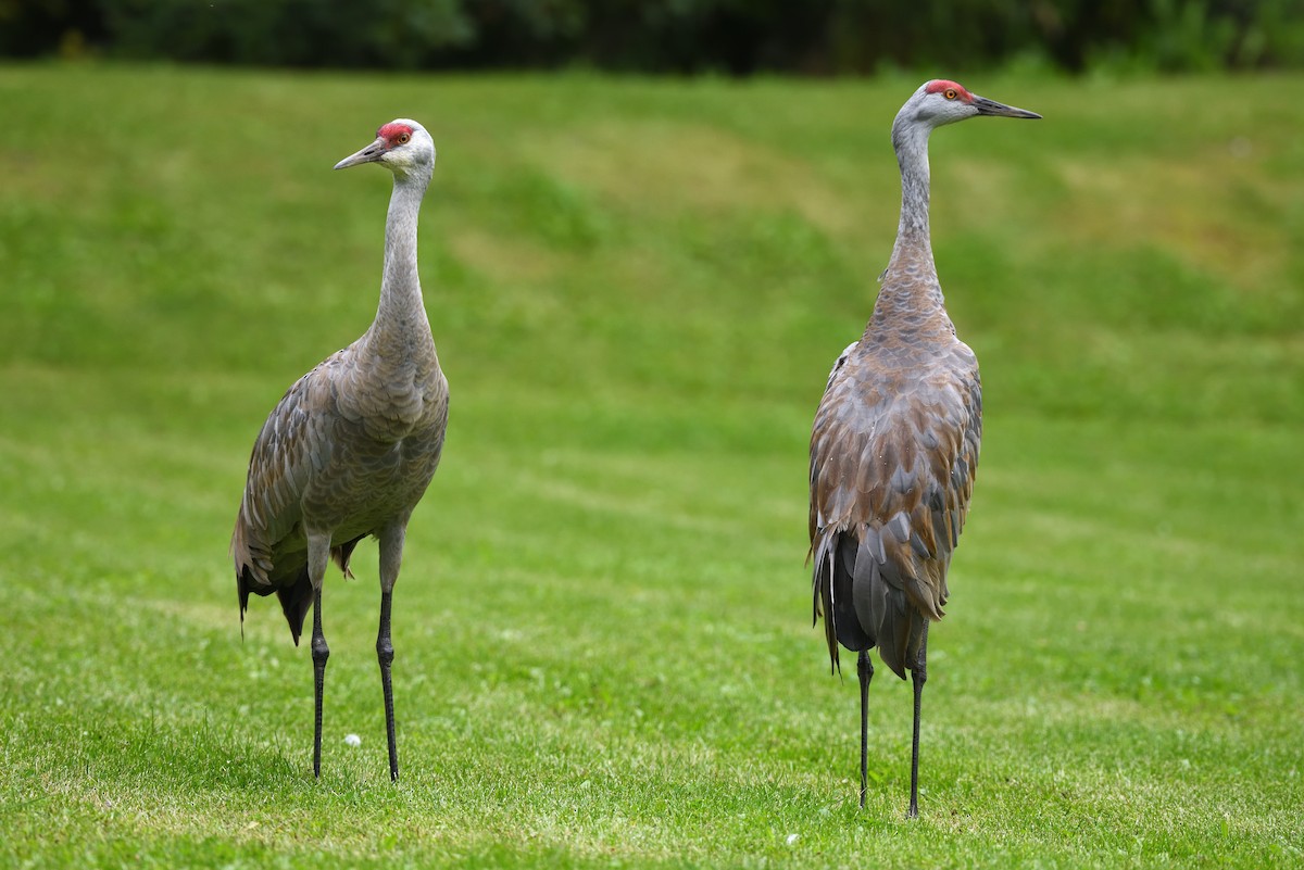 Sandhill Crane - ML643473146