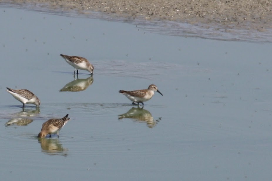 Western Sandpiper - ML643473148