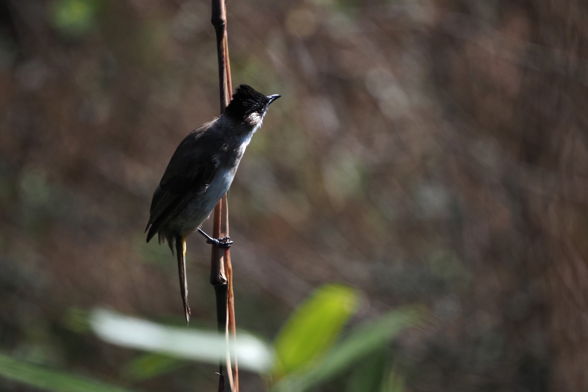 Brown-breasted Bulbul - ML643473153