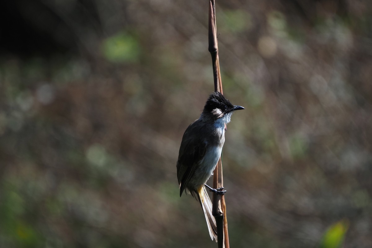 Brown-breasted Bulbul - ML643473154