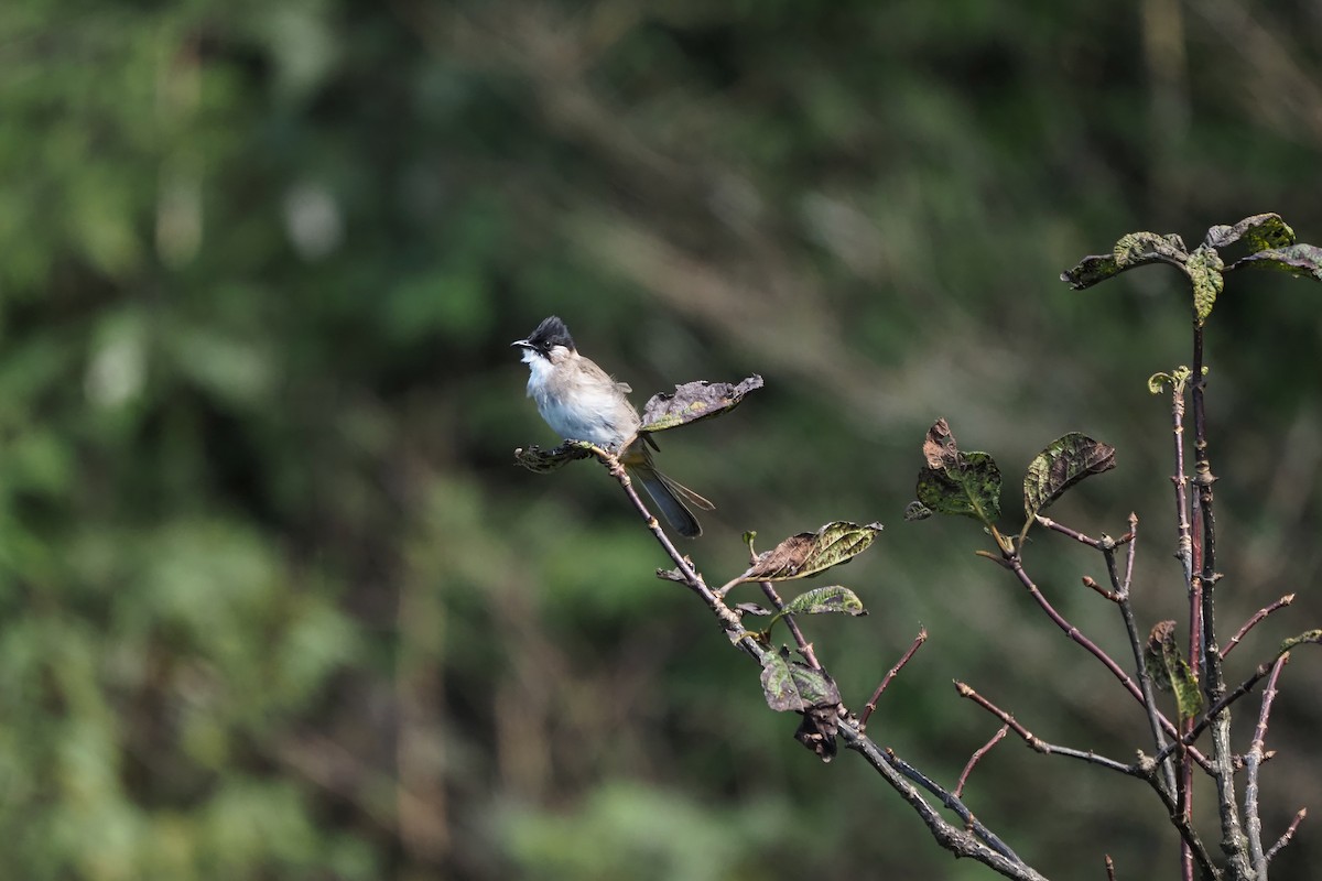 Brown-breasted Bulbul - ML643473155