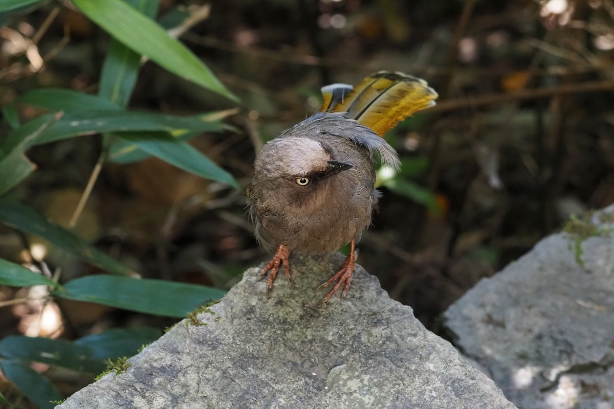 カキハガビチョウ - ML643473173