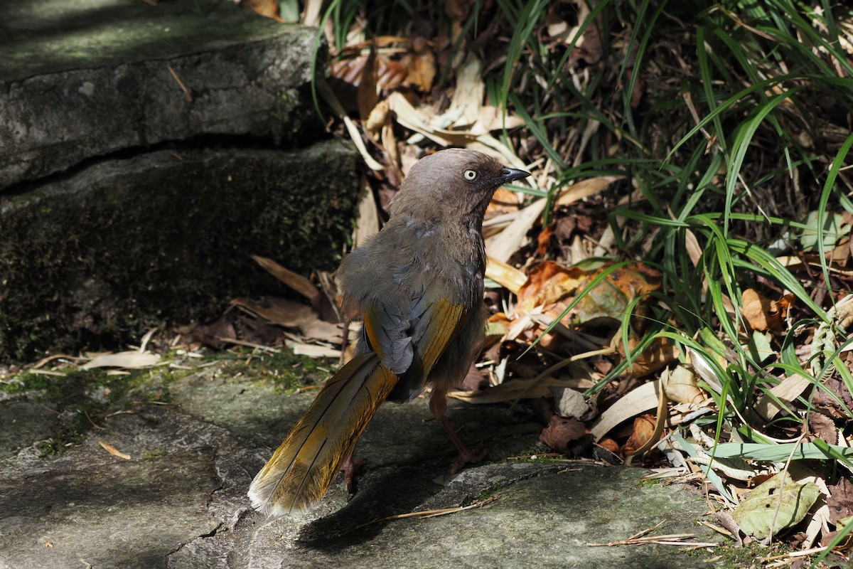 カキハガビチョウ - ML643473174
