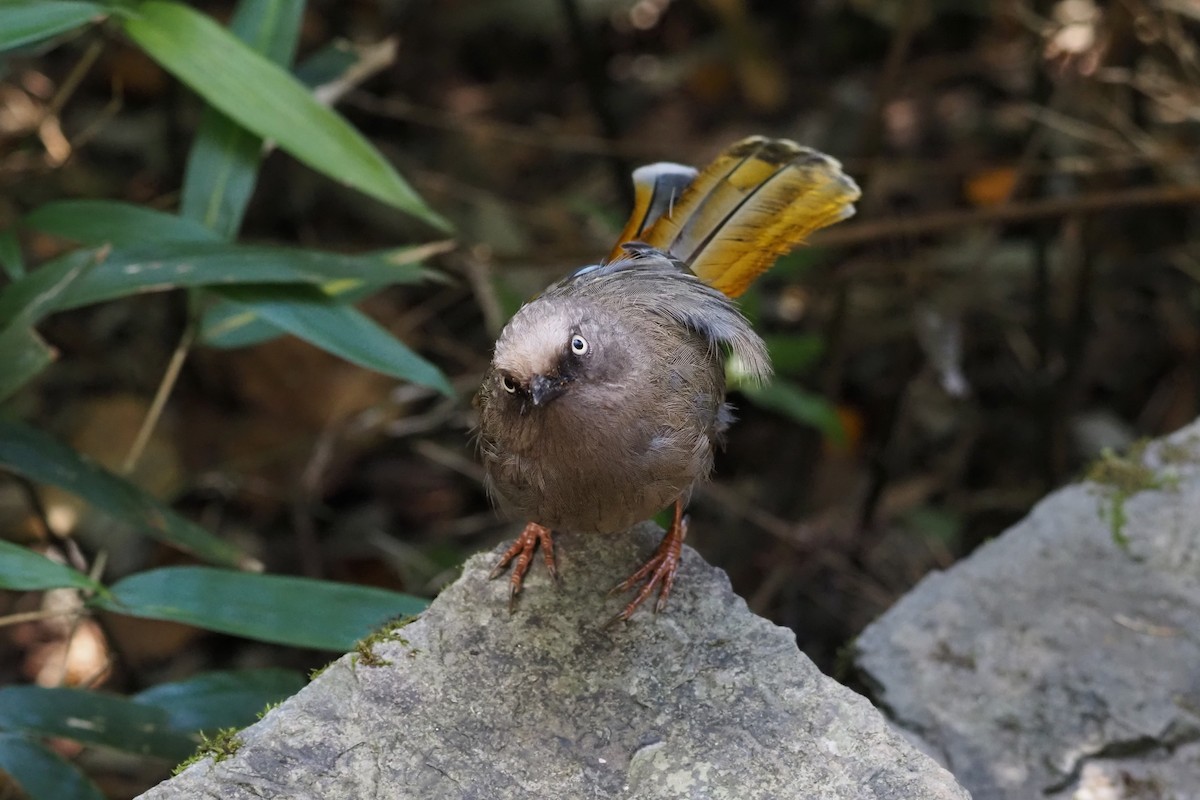 カキハガビチョウ - ML643473175