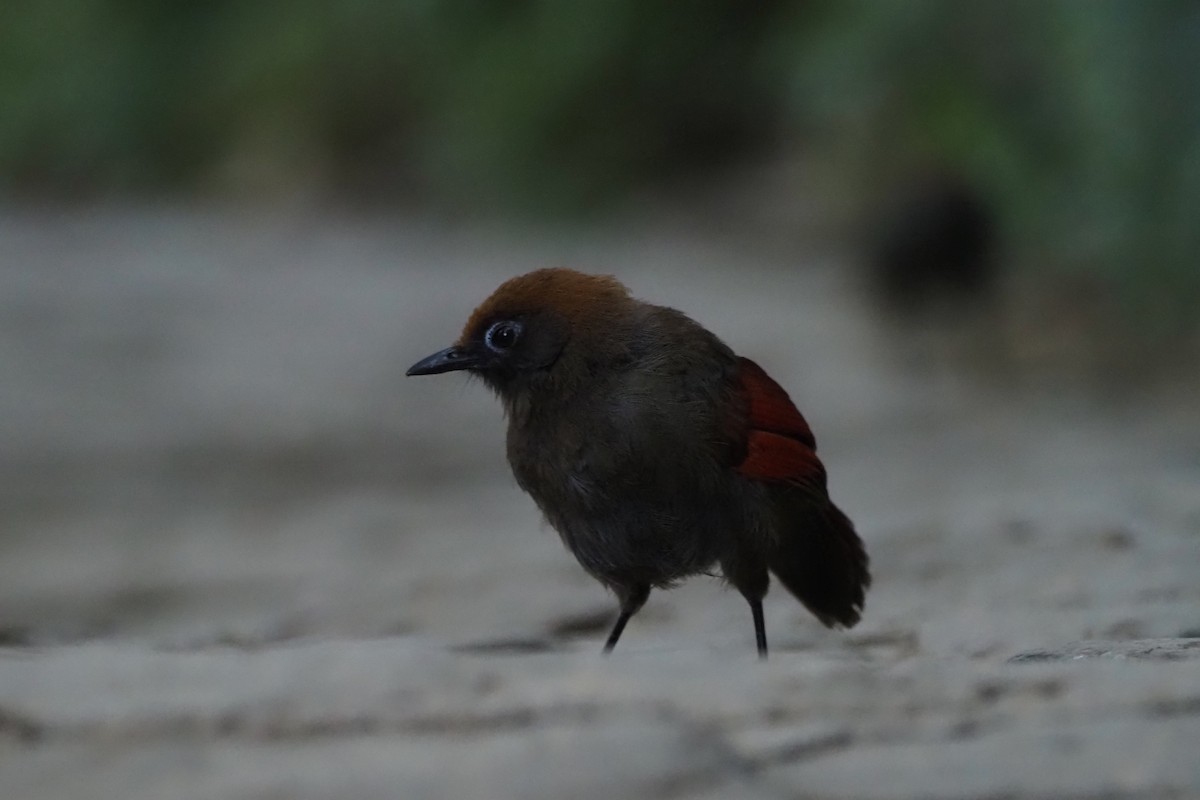 アカオガビチョウ - ML643473184