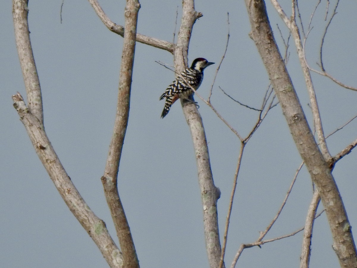 ムナホシアカゲラ - ML643473191