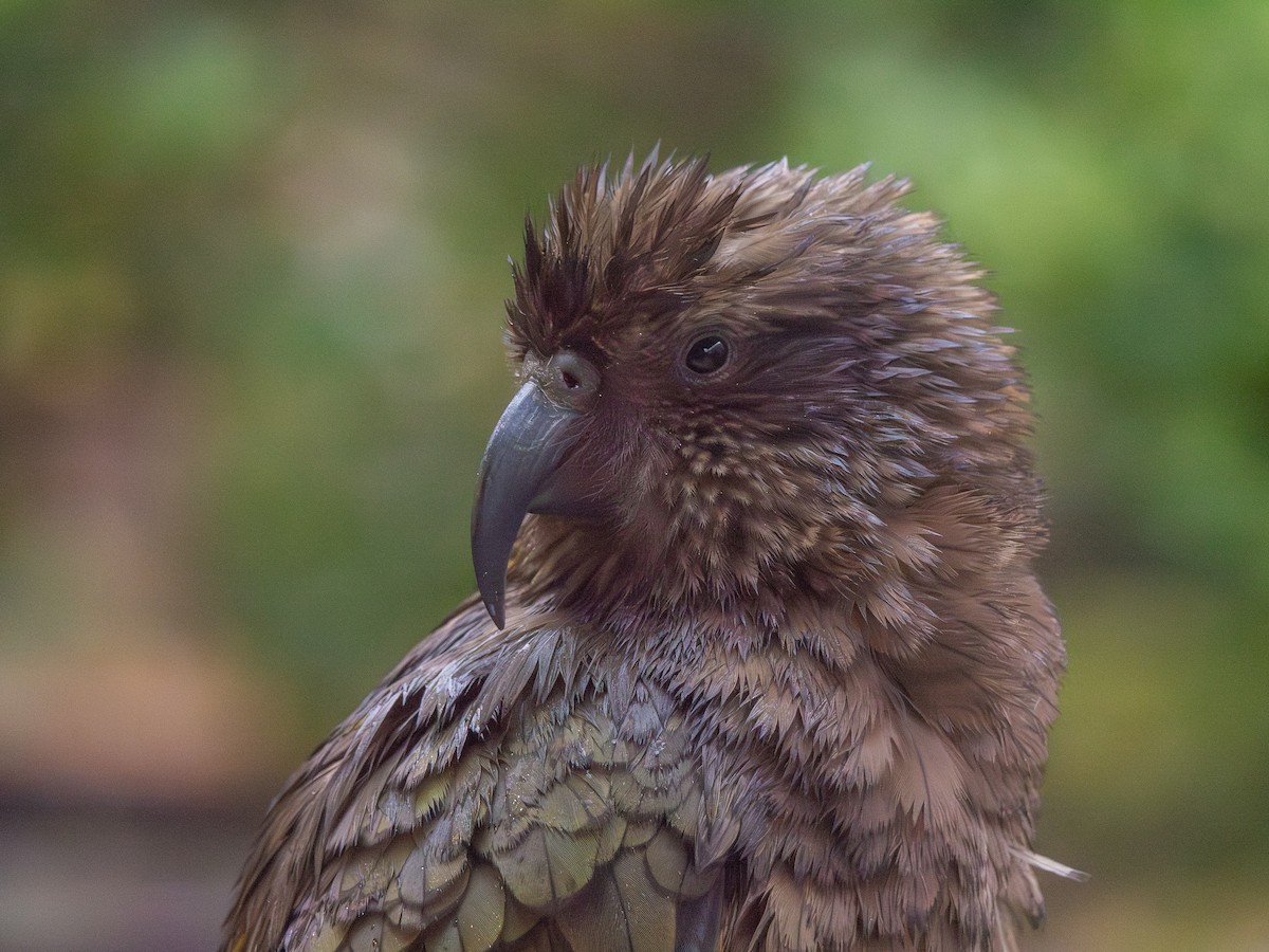 Kea - ML643473194