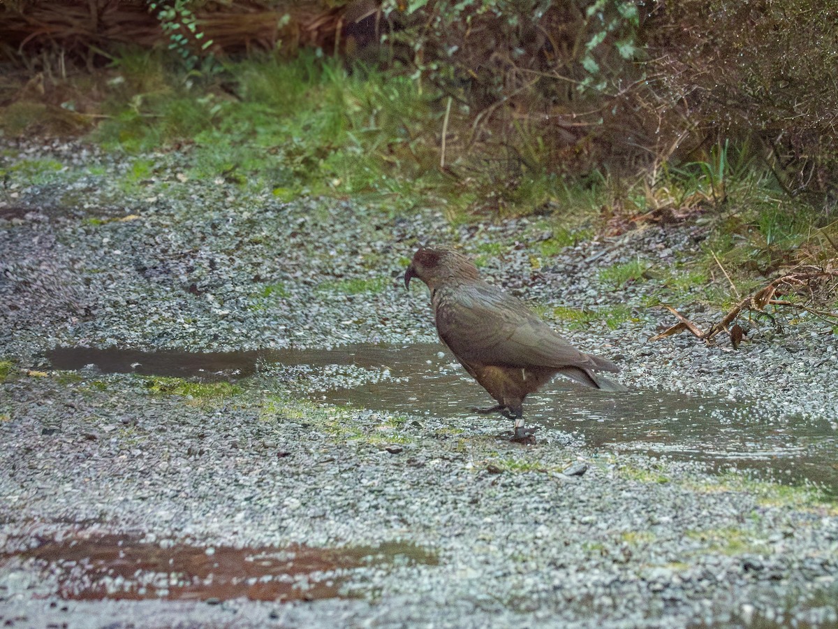Kea - ML643473198