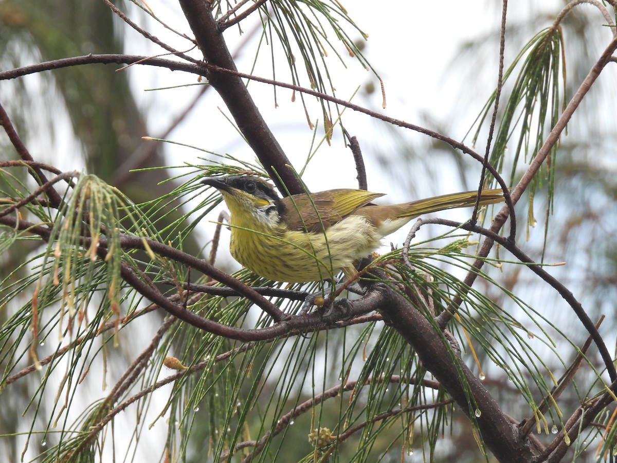 Varied Honeyeater - ML643473200