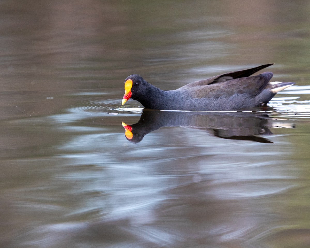 Dusky Moorhen - ML643473207
