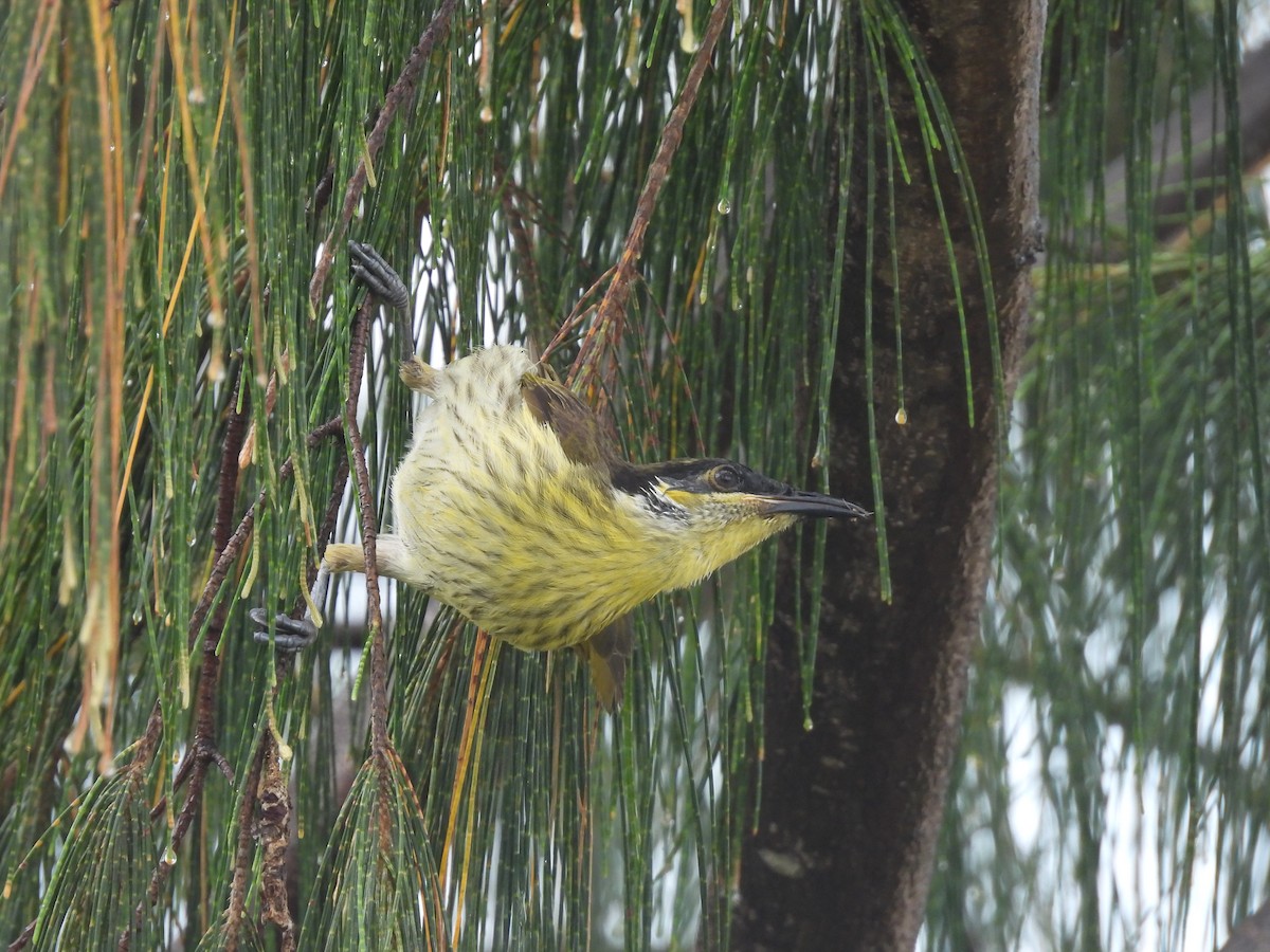 Varied Honeyeater - ML643473208