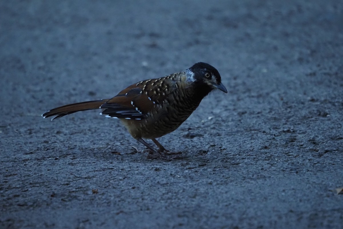 Spotted Laughingthrush - ML643473211