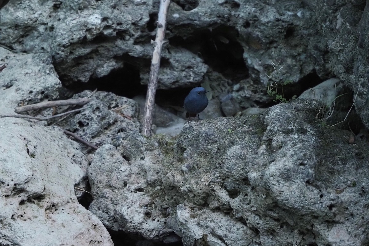 Plumbeous Redstart - ML643473219