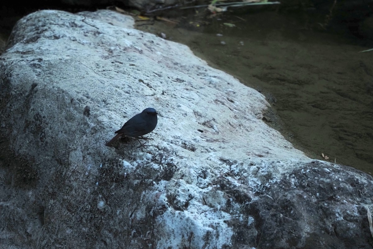 Plumbeous Redstart - ML643473222