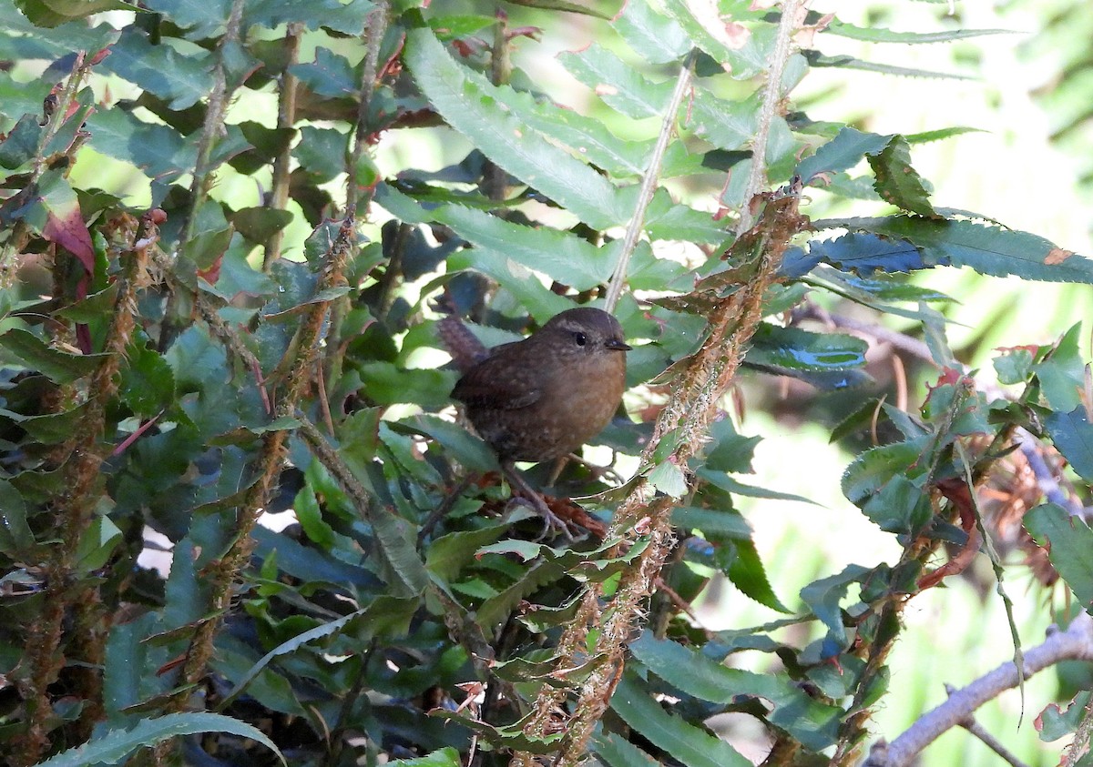 Pacific Wren - ML643473223