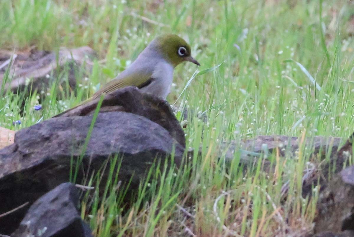 Silvereye - ML643473226
