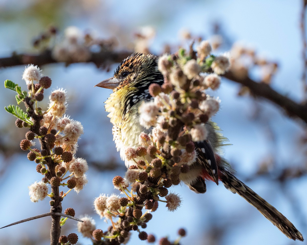 D'Arnaud's Barbet - ML643473232