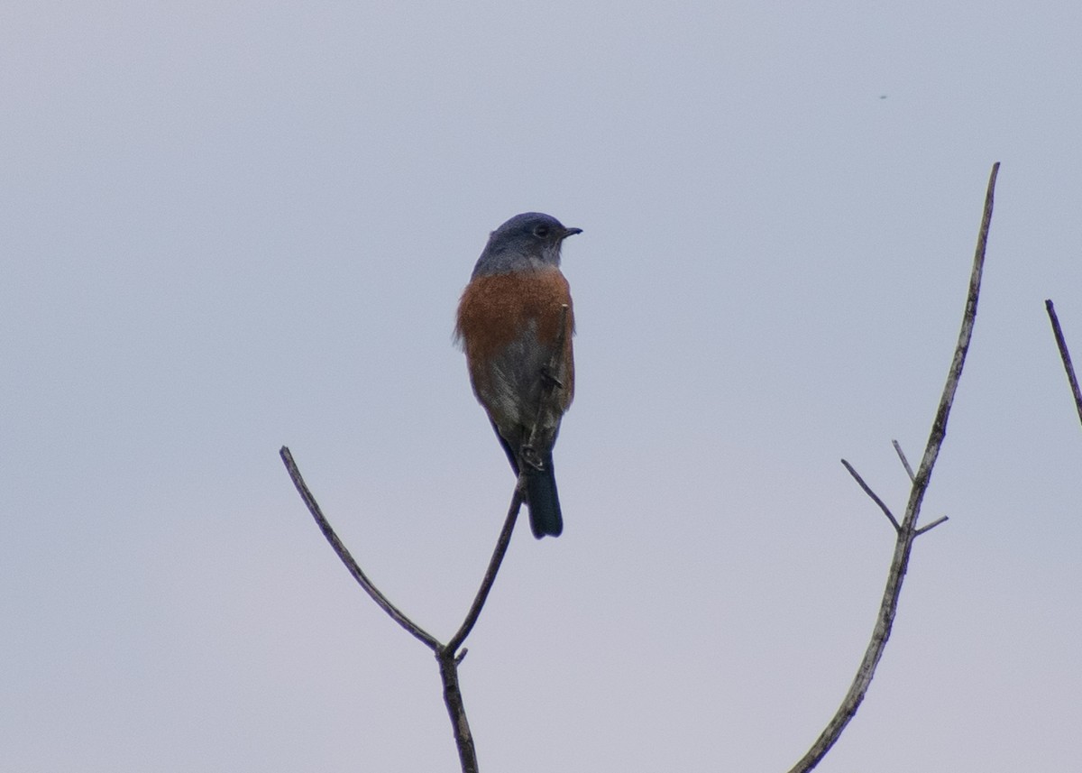 Western Bluebird - ML643473234