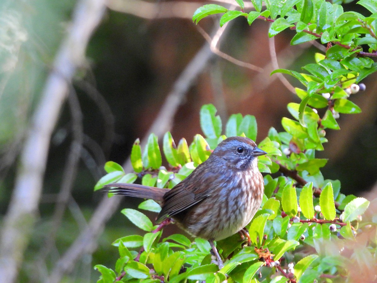Song Sparrow - ML643473235