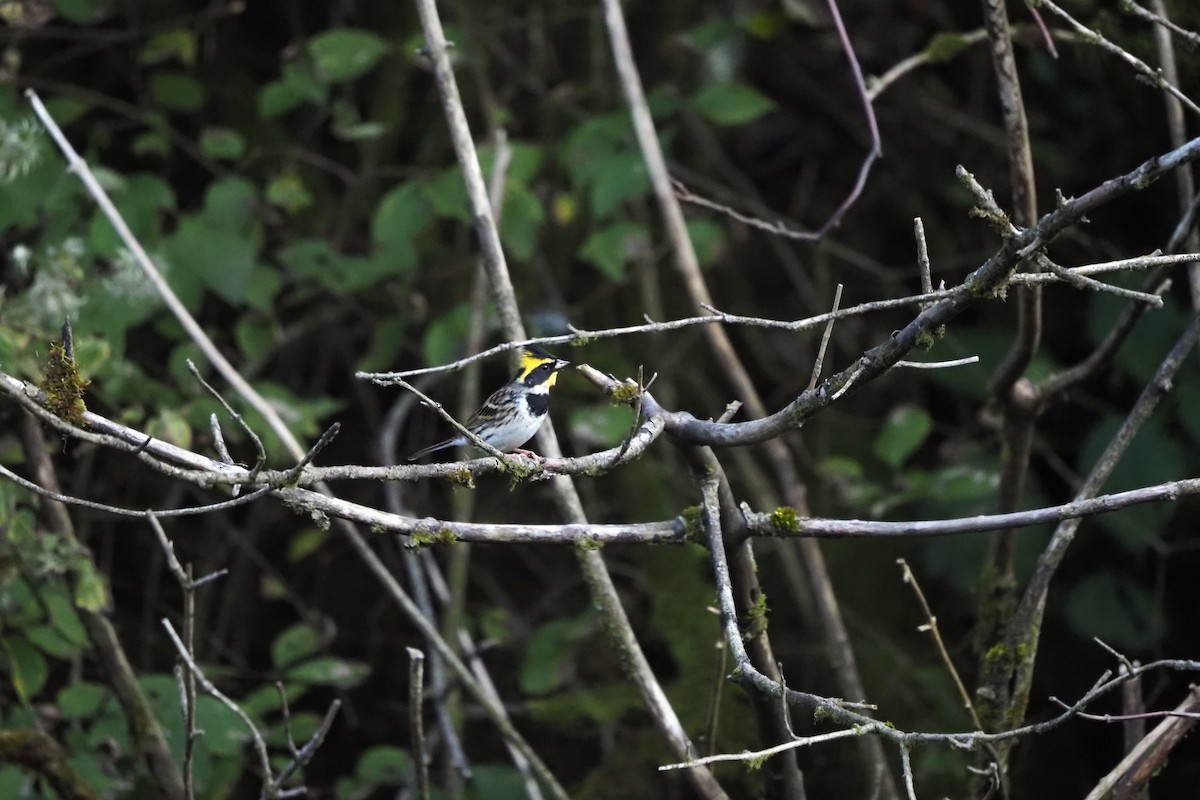 Yellow-throated Bunting - ML643473254