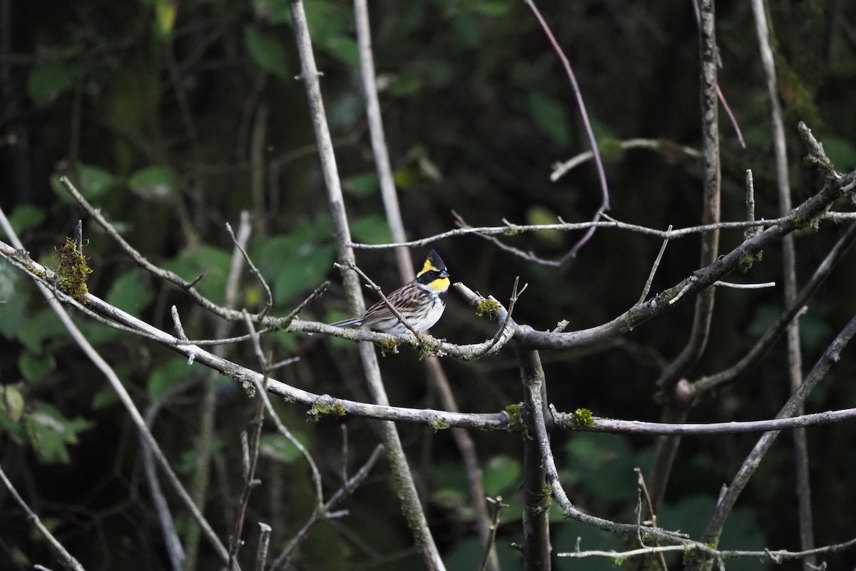 Yellow-throated Bunting - ML643473255
