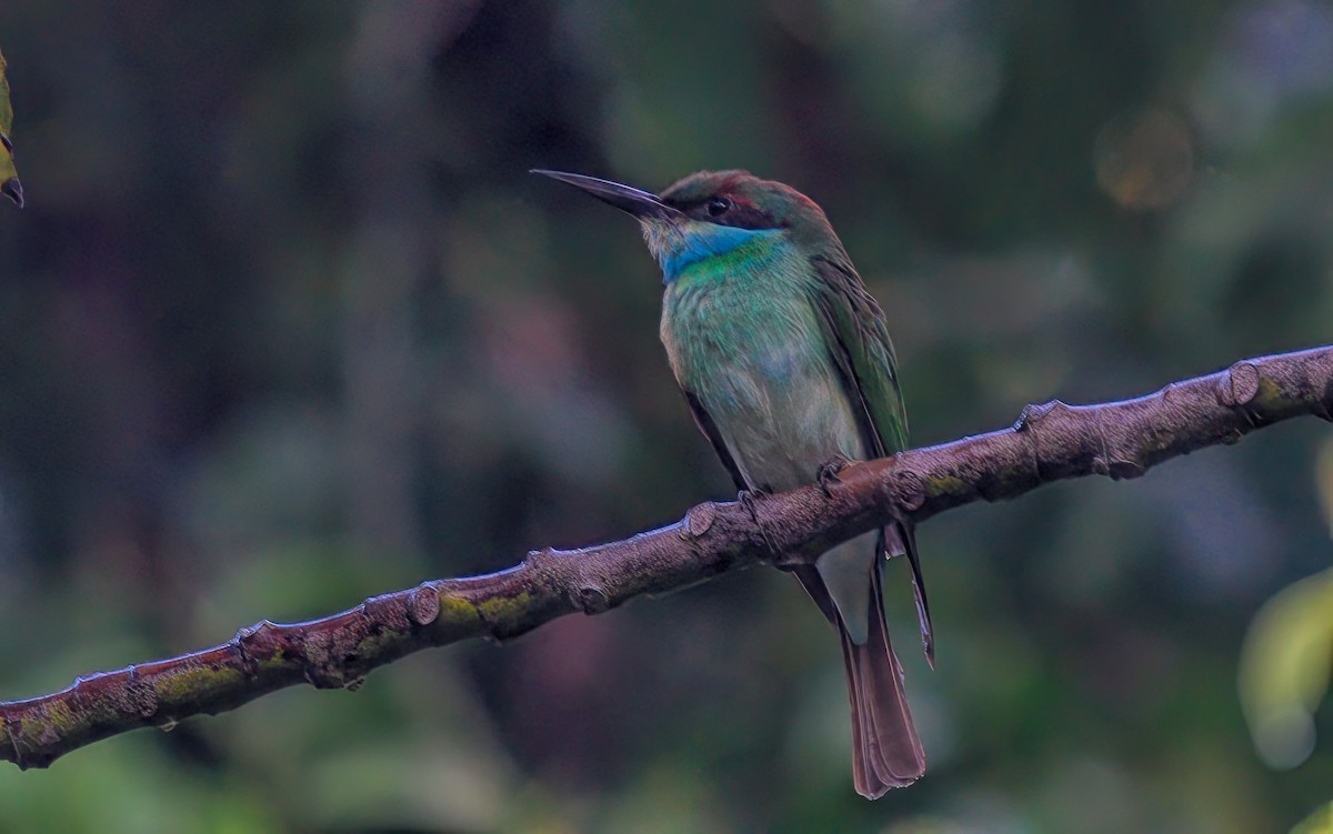 Blue-throated Bee-eater - ML643473257