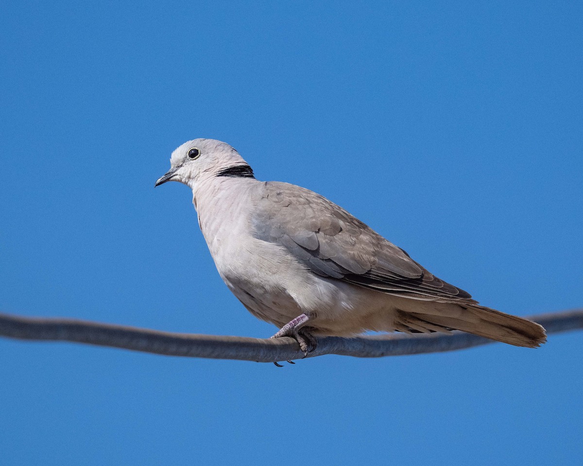 Ring-necked Dove - ML643473279