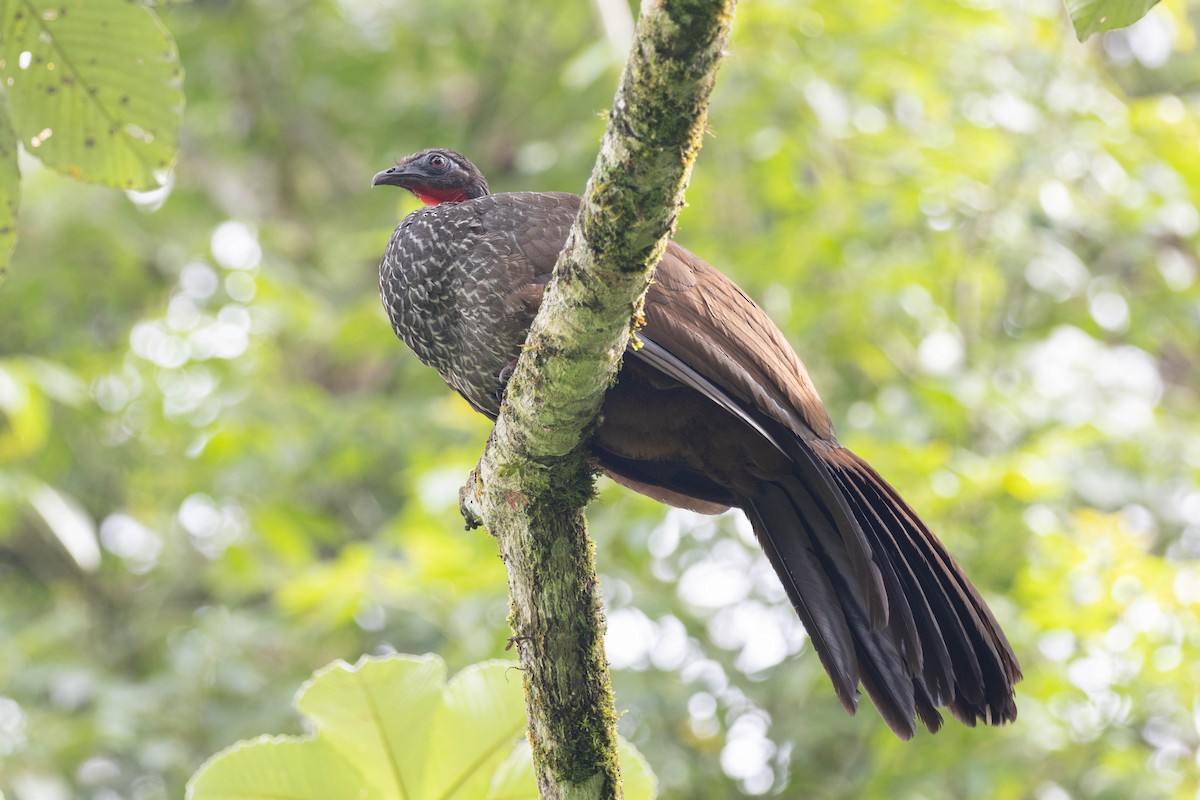 Cauca Guan - ML643473299