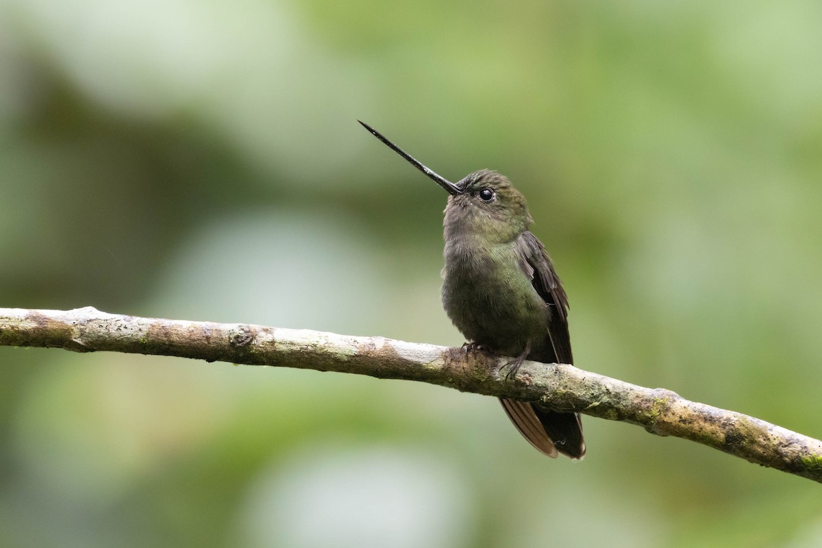 Green-fronted Lancebill - ML643473301