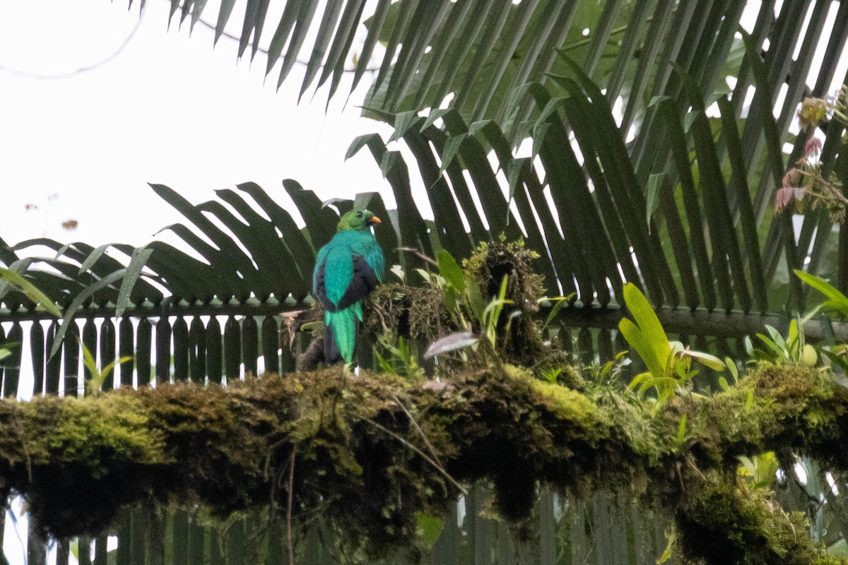 Golden-headed Quetzal - ML643473302