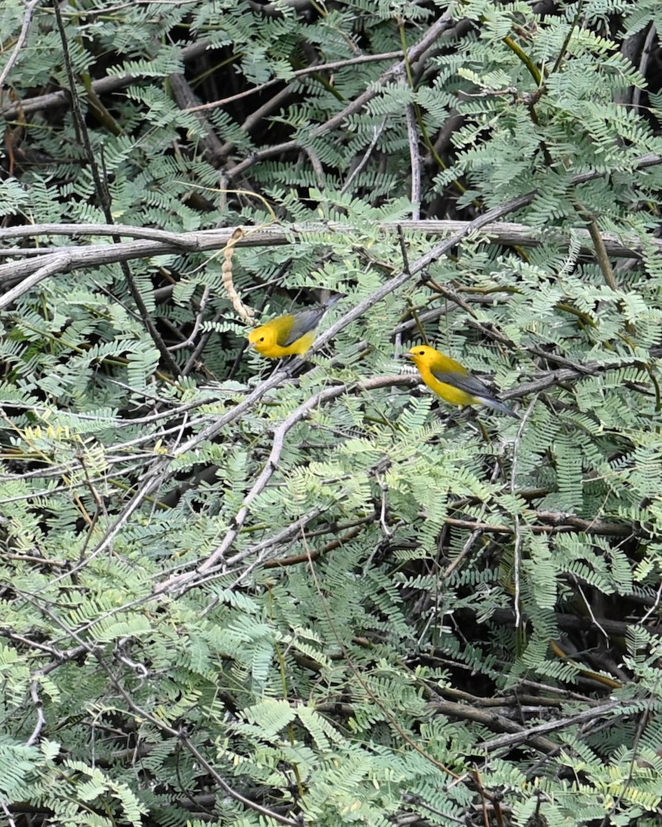 Prothonotary Warbler - ML643473303