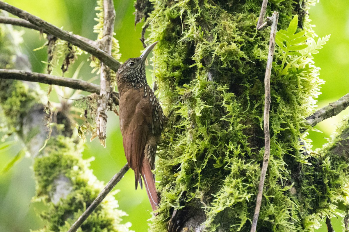 Montane Woodcreeper - ML643473309