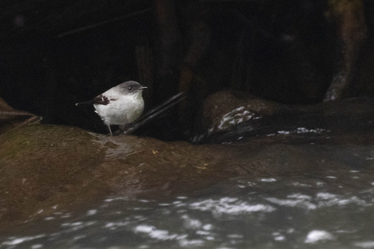 Torrent Tyrannulet - ML643473316