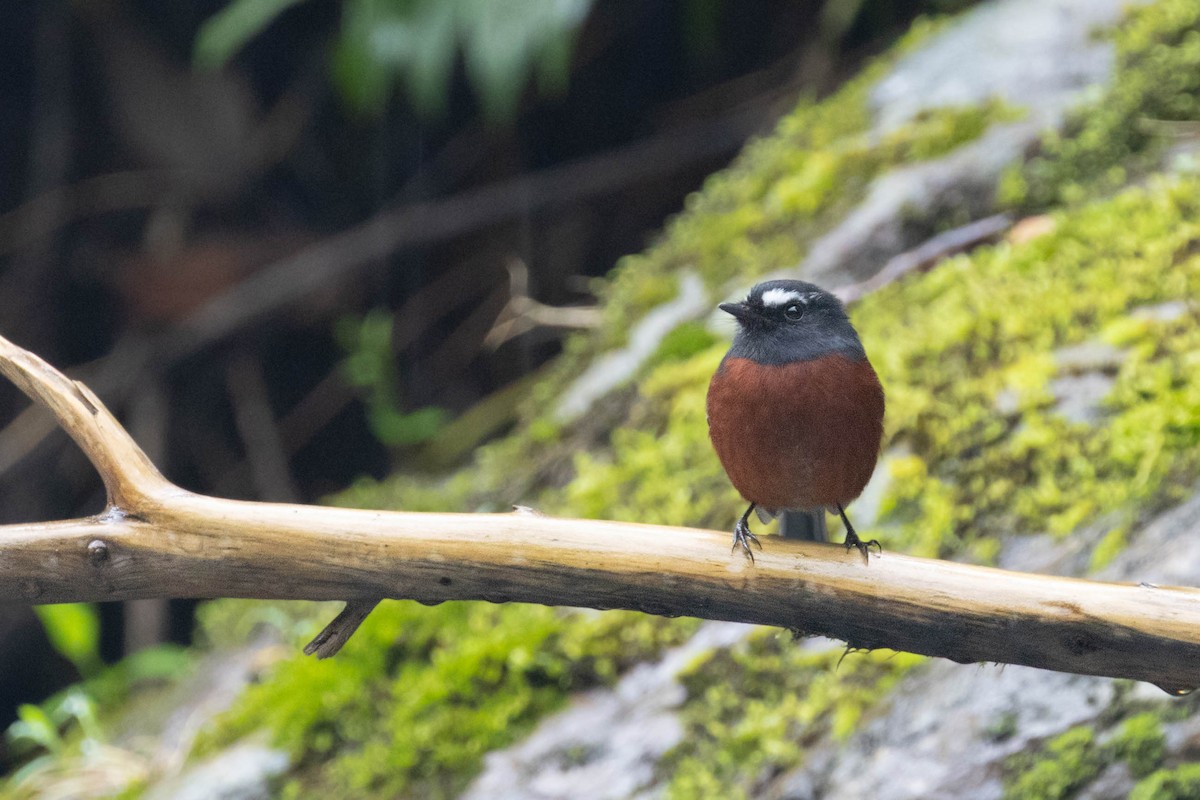 Chestnut-bellied Chat-Tyrant - ML643473317
