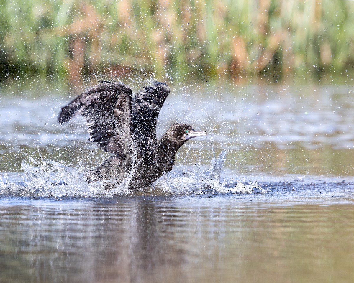 Little Black Cormorant - ML643473318