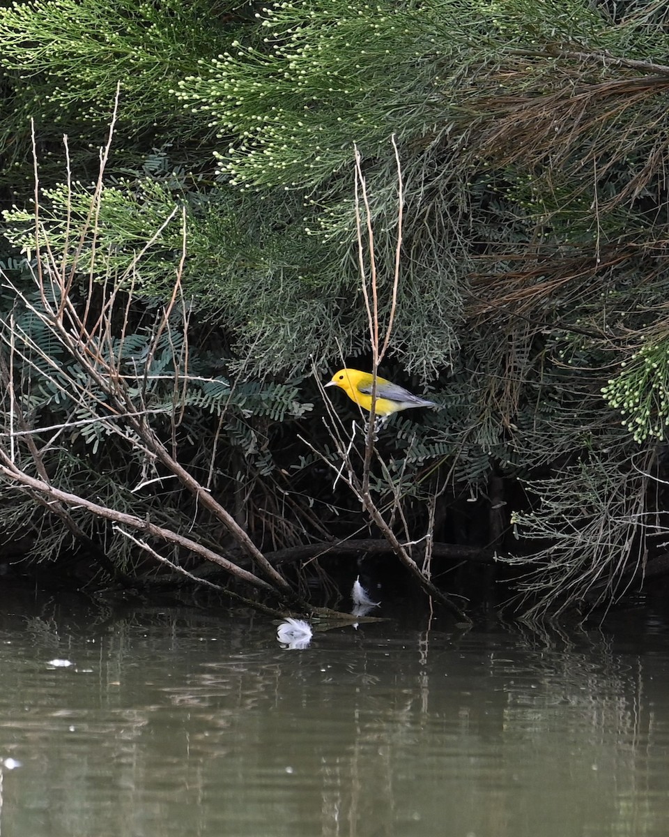 Prothonotary Warbler - ML643473324