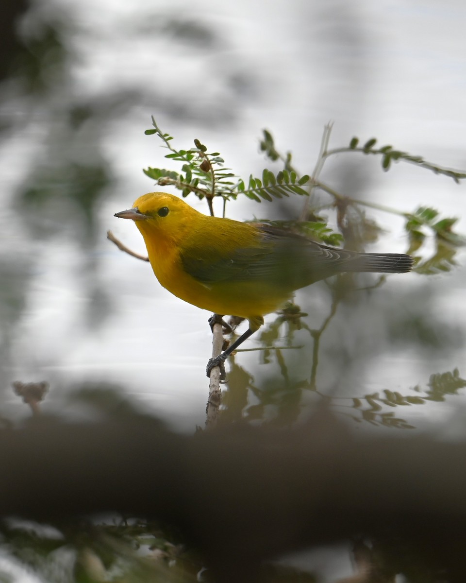 Prothonotary Warbler - ML643473331