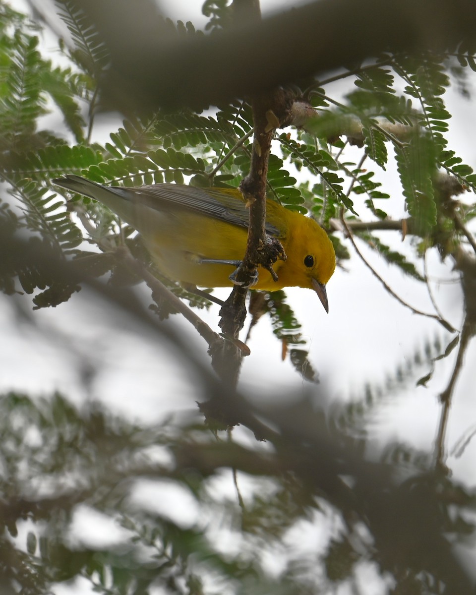 Prothonotary Warbler - ML643473332