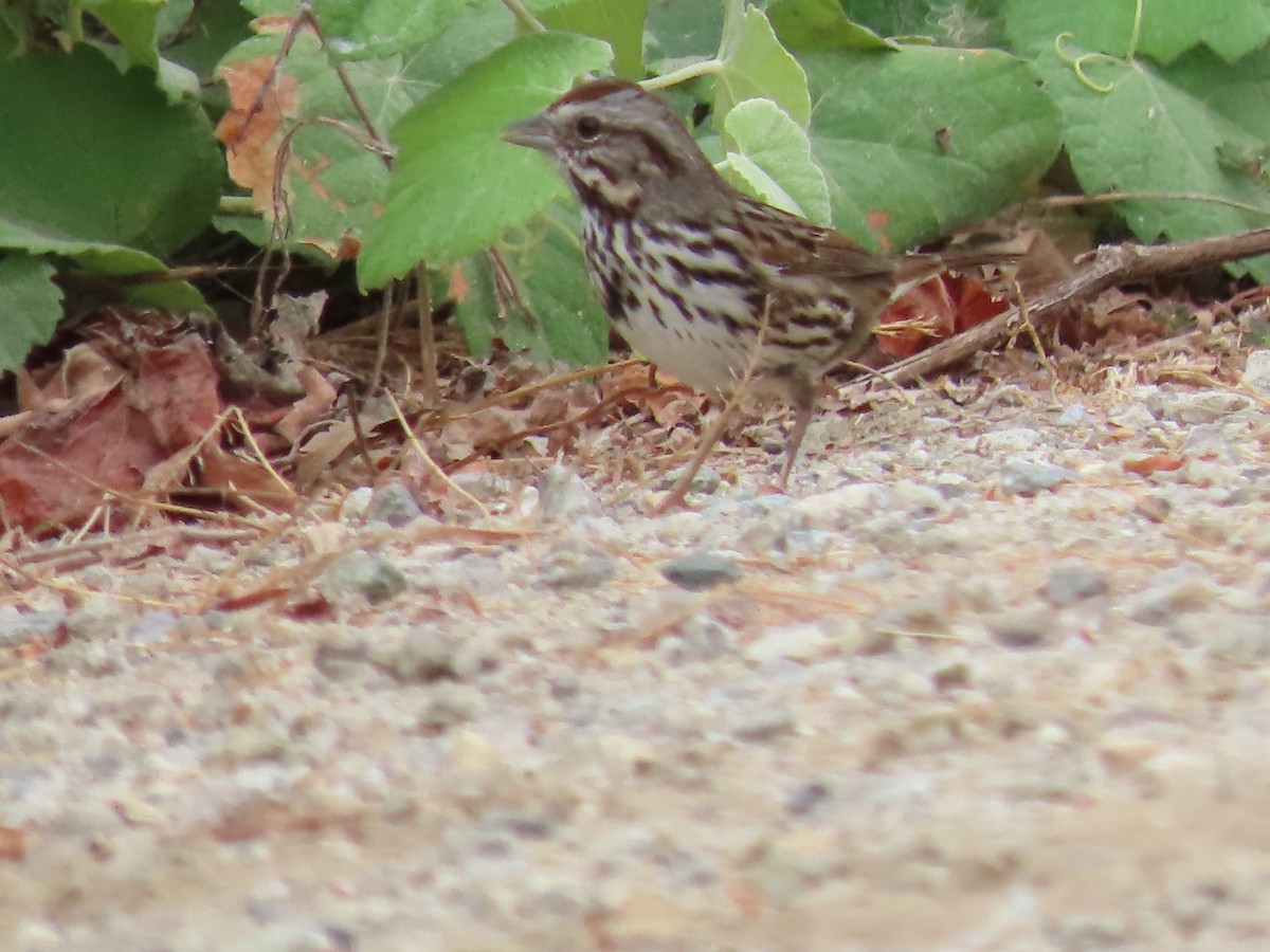 Song Sparrow - ML643473335